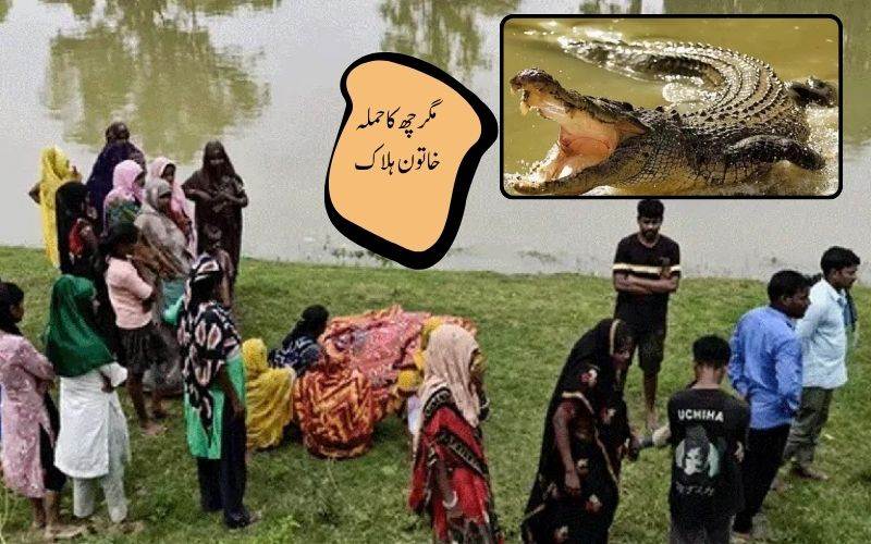  مگرمچھ کے حملے میں ایک خاتون ہلاک۔ حکام نے لاش کو کیا برآمد 